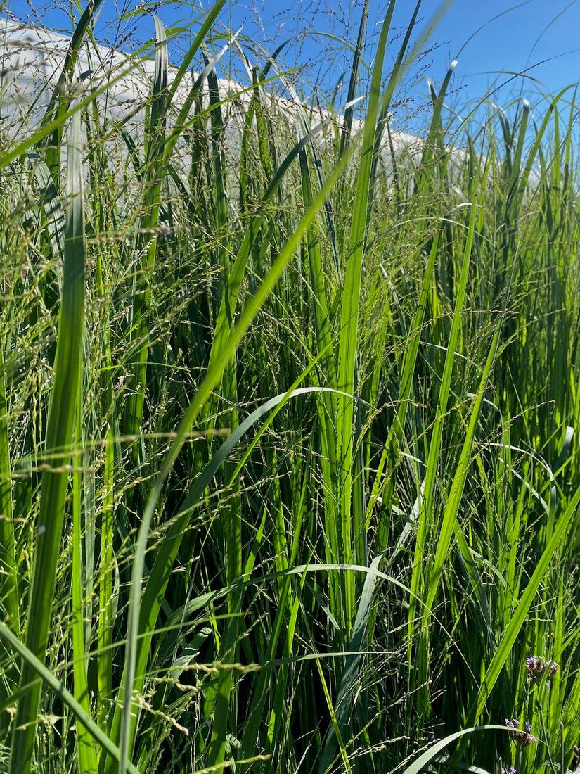 vingergras panicum virgatum northwind volgroeid 2 meter hoog