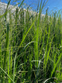 vingergras panicum virgatum northwind volgroeid 2 meter hoog