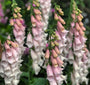 Gewoon Vingerhoedskruid - Digitalis purpurea 'Gloxiniiflora'