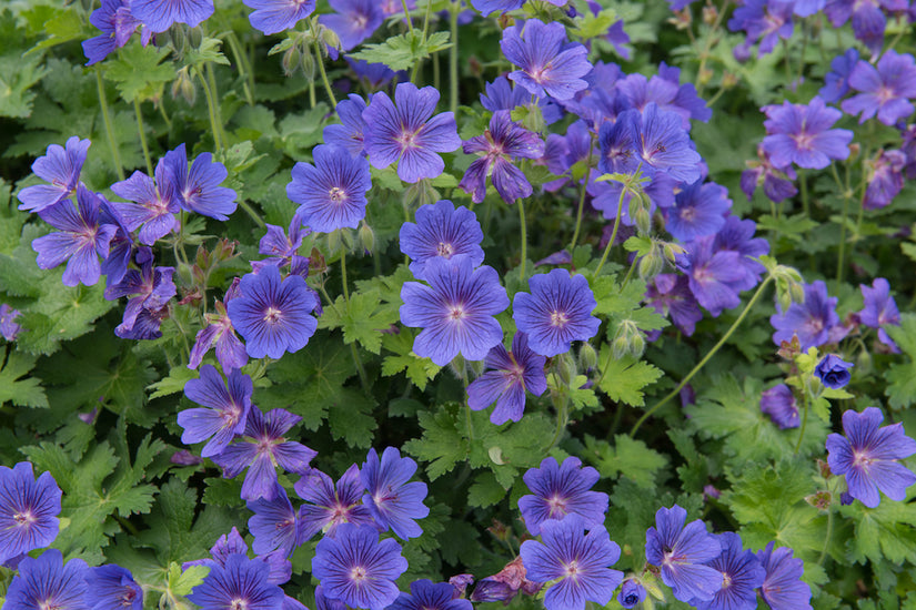 violetblauwe Ooievaarsbek - Geranium x magnificum