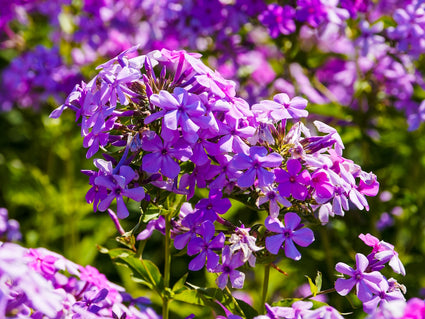  vlambloem-Phlox-Amethyst.jpg