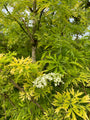 Sambucus nigra 'Golden Tower' (Zuilvlier)