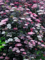 Sambucus nigra 'thundercloud' in bloei