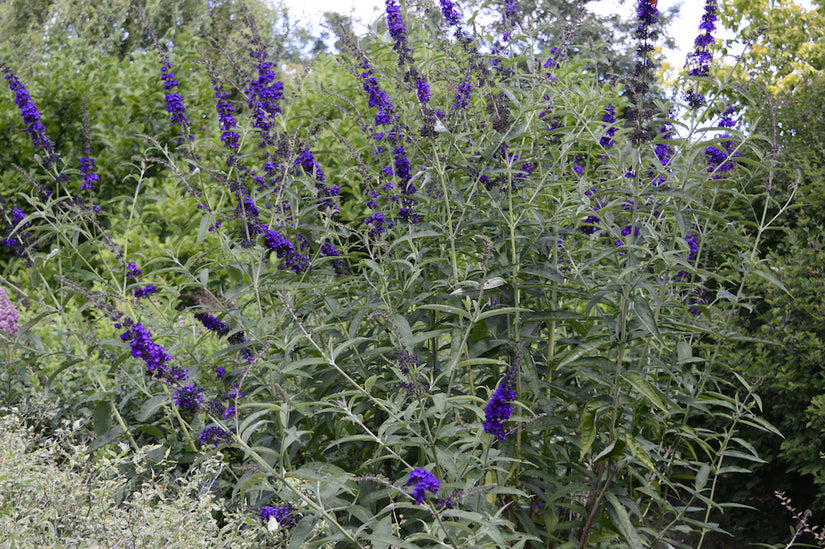 vlinderstruik-Buddleja-davidii-Black-Knight.jpg