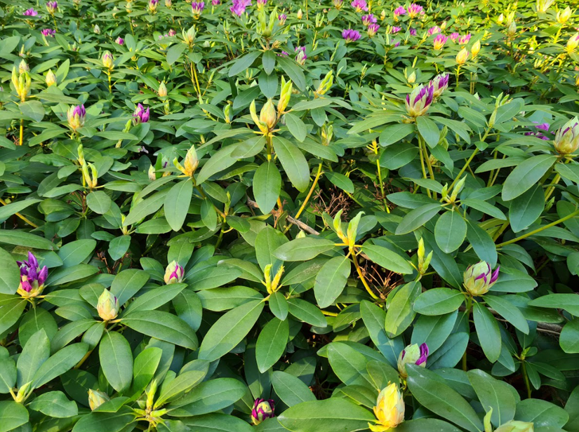 Rhododendron heesters