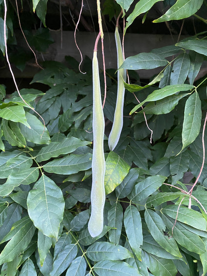 Vrucht van de Wisteria