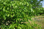 walnootboom-juglans-regia-broadview.jpg