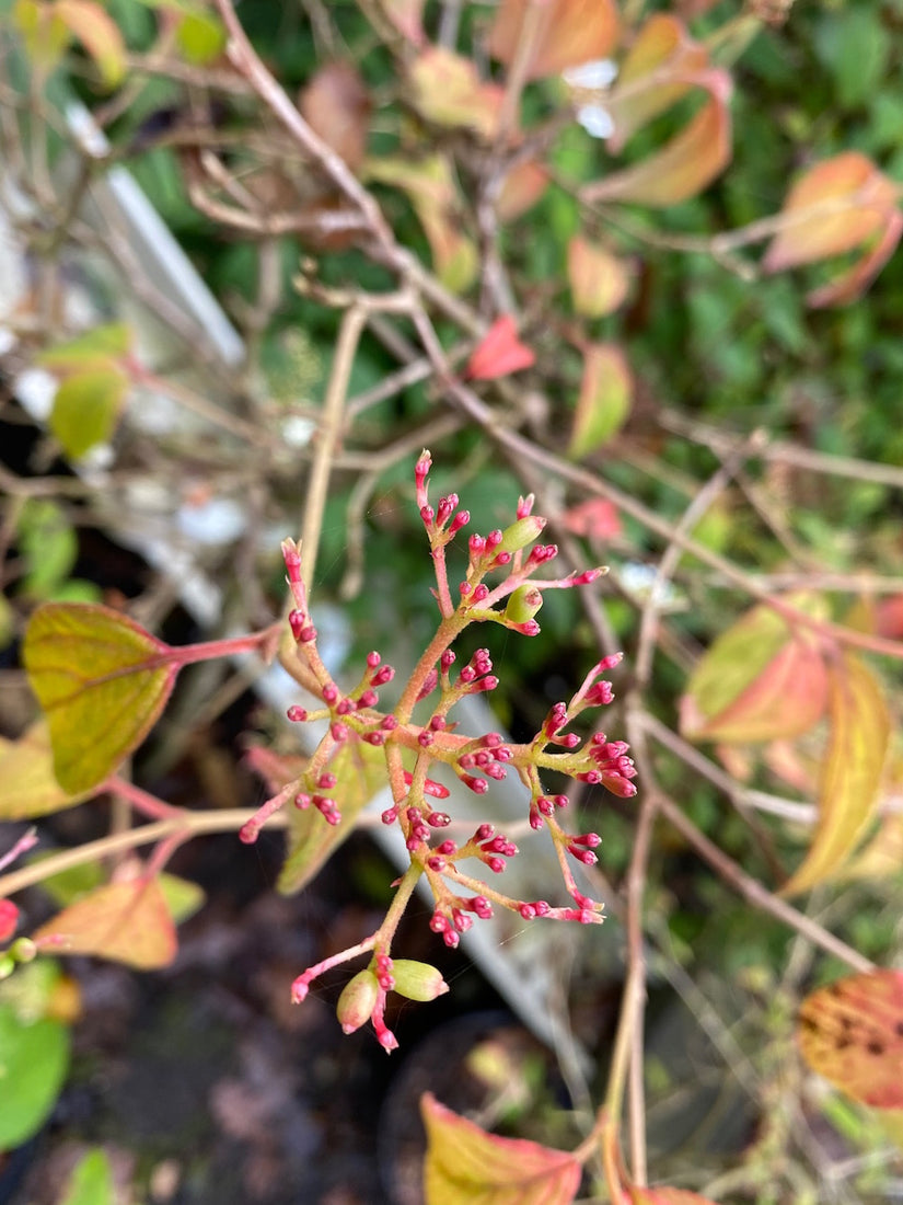 Japanse sneeuwbal - Viburnum plicatum 'Watanabe' besjes