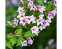 weigela_rosea.webp