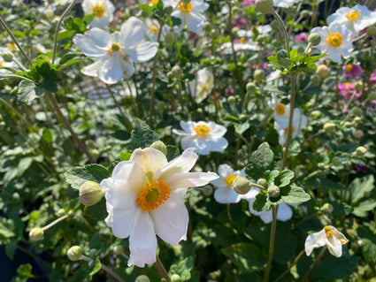 Herfstanemoon - Anemone x hybrida 'Whirlwind'