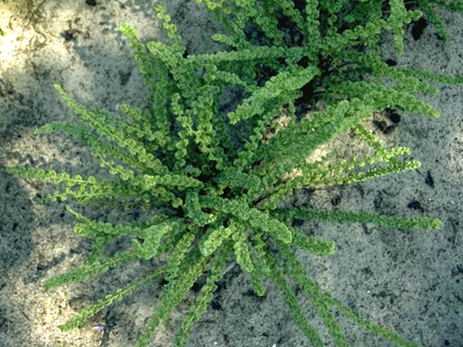 Wijfjesvaren - Athyrium filix-femina 'Frizelliae'