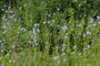 wilde-chichorei-Cichorium-intybus.jpg