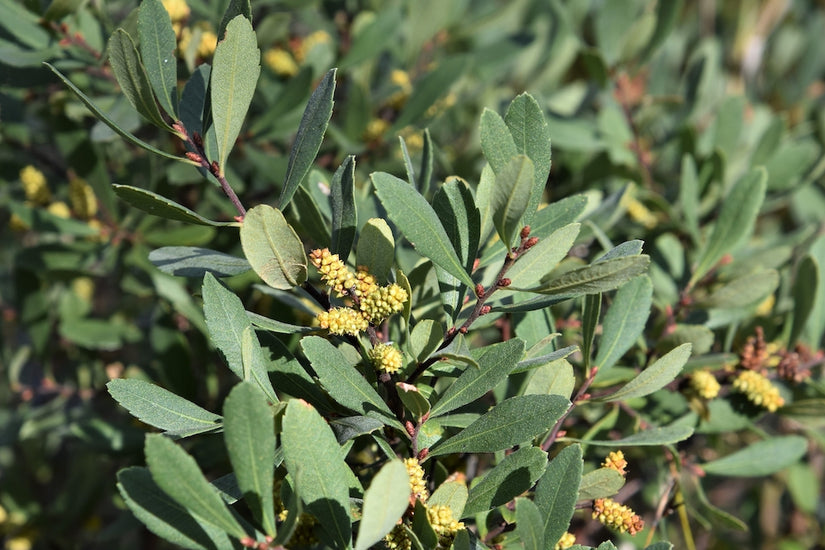 wilde-gagel-Myrica-gale-struik.jpg