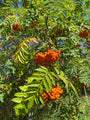 wilde-lijsterbes-oranje-bessen.jpg