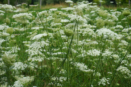 wilde-peen-Daucus-carota.jpg