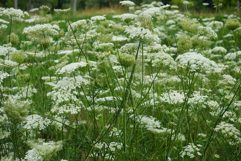 wilde-peen-Daucus-carota.jpg