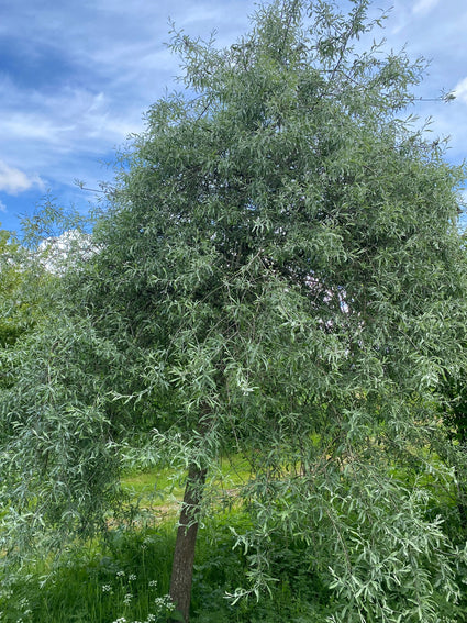 wilgbladige-sierpeer-boom-op-stam.jpg