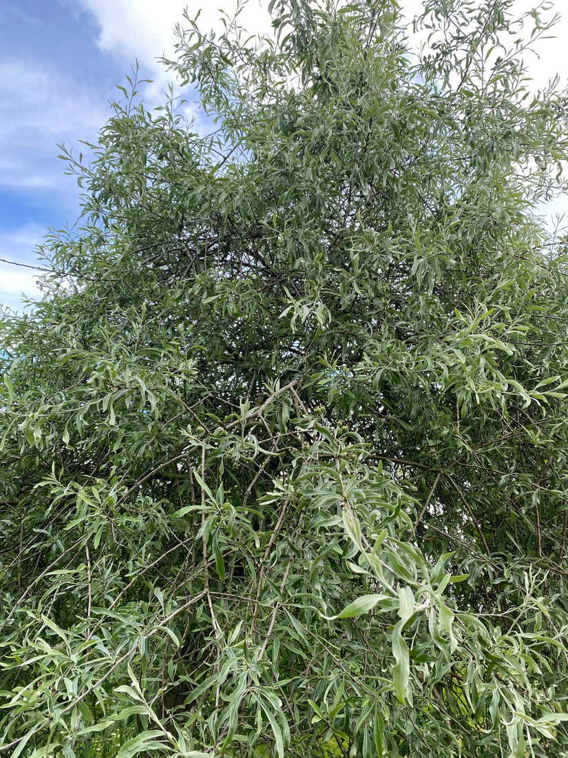 wilgbladige-sierperenboom-grijze-bladeren.jpg