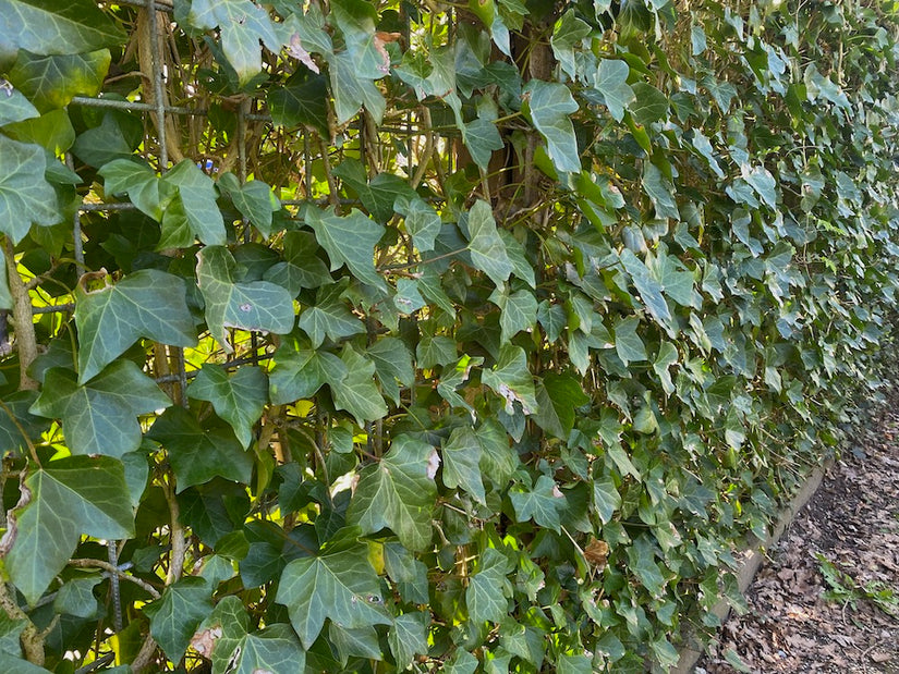 wintergroene-kant-en-klaar-haag-hedera-volgroeid.jpg