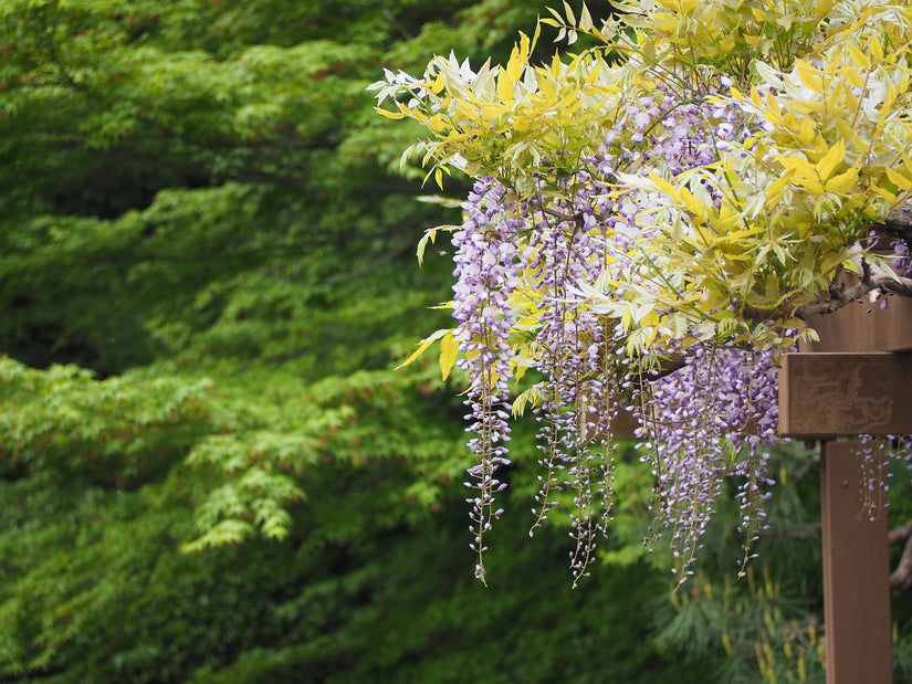 Klimplanten blauwe regen pergola