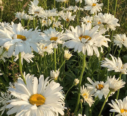 tuinplanten wit bloeiende vaste planten