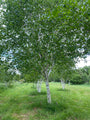 witte-himalya-berk-betula-utilis.jpg