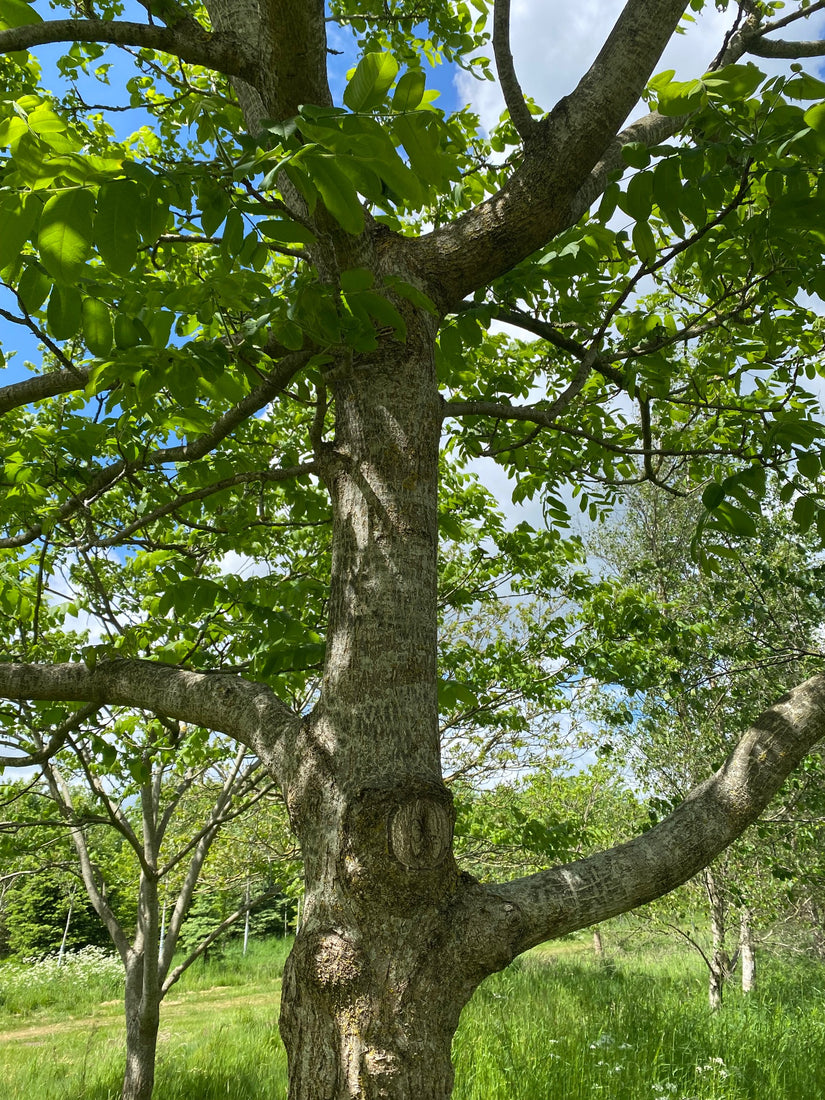 witte-walnoot-boom-bast.jpg