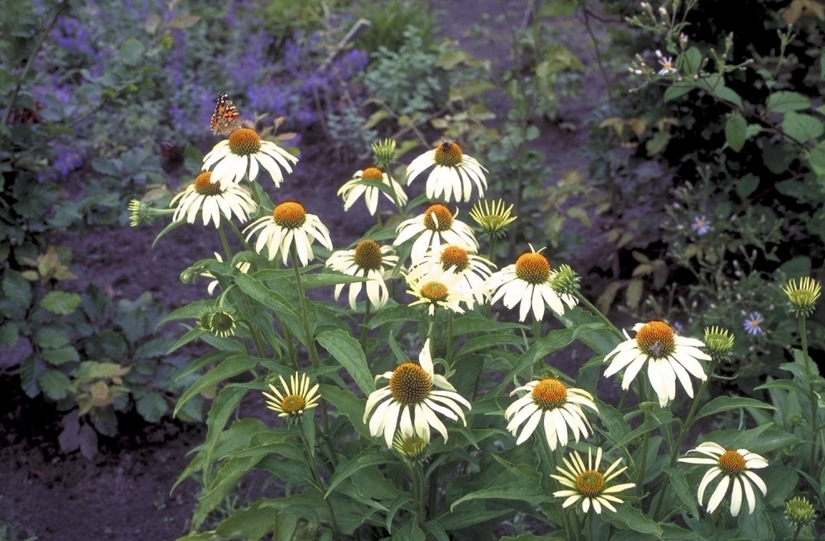 Witte Zonnehoed - Echinacea