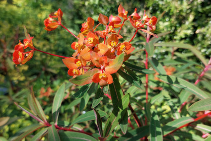 Wolfsmelk - Euphorbia griffithii 'Fireglow'