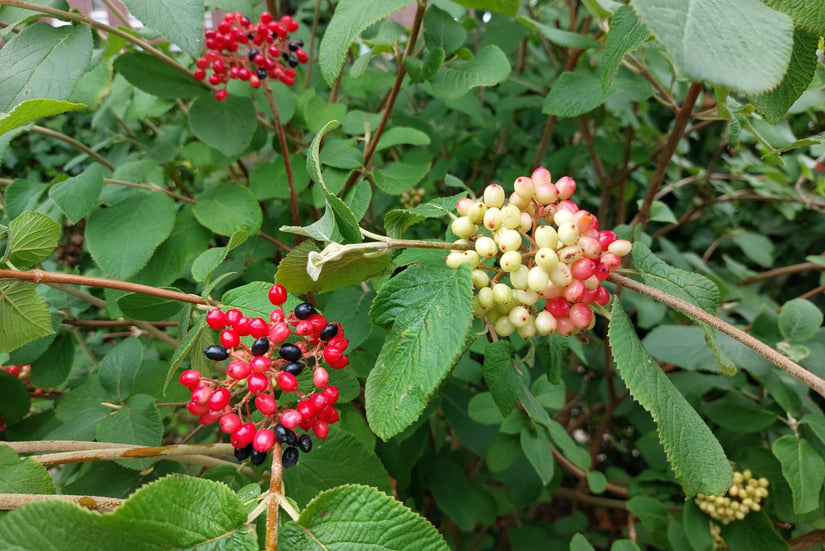 Wollige sneeuwbal - Viburnum lantana na de bloei