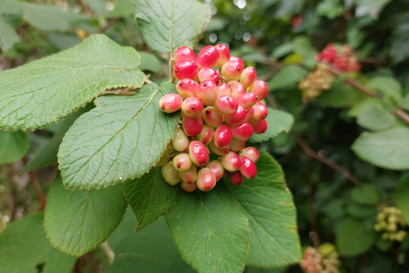 Wollige sneeuwbal - Viburnum lantana