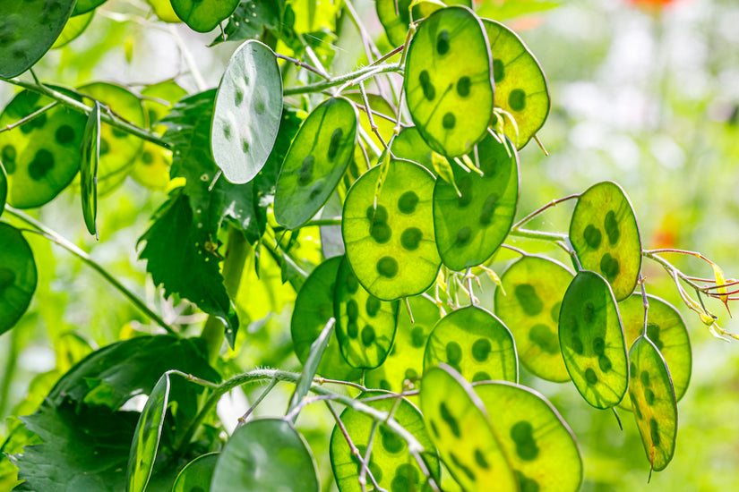 Zaaddoos Tuinjudaspenning - Lunaria annua