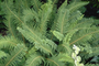 Zachte naaldvaren - Polystichum setiferum 'Proliferum'