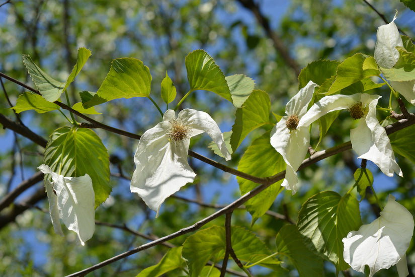 zakdoekenboom bloei