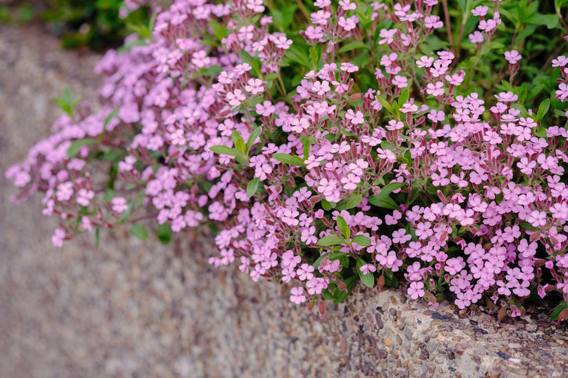 zeepkruid-Saponaria-ocymoides.jpg