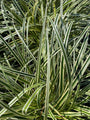 Siergras Bonte zegge - Carex hybrida 'Feather Falls'