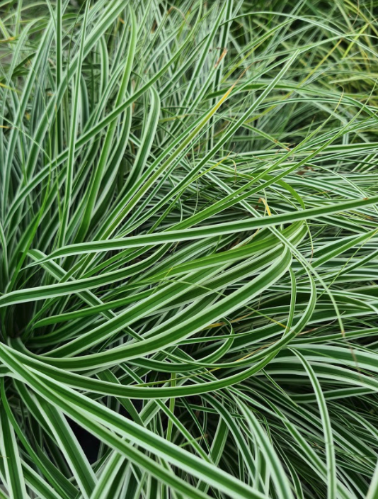 Zegge - Carex oshimensis 'Evergreen