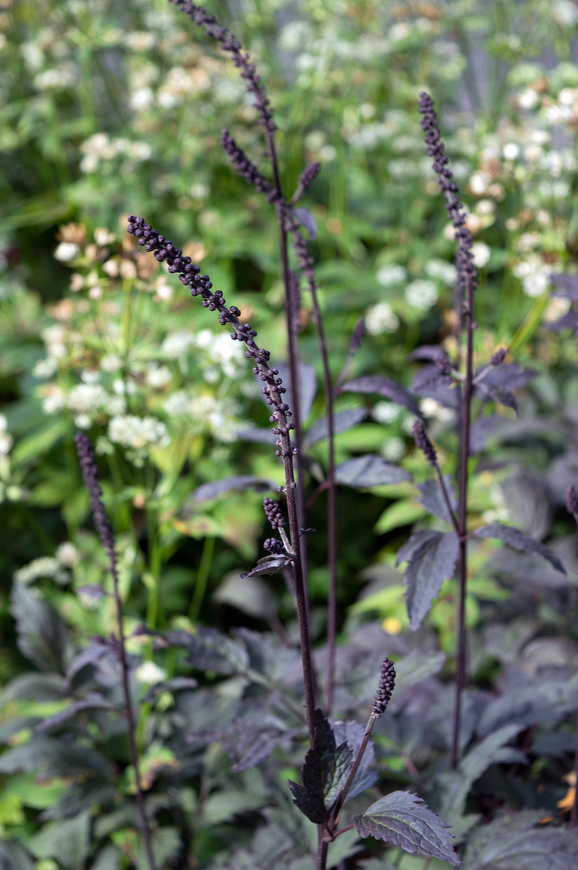 Zilverkaars - Actaea/Cimicifuga simplex 'Brunette'