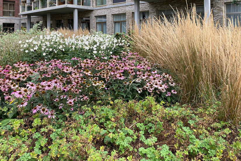 In combinatie met Struisriet en Geranium