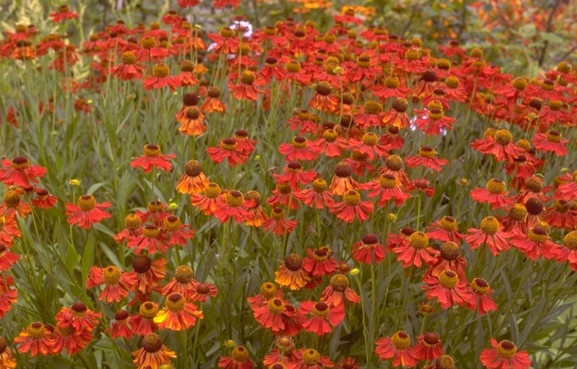 3 x Zonnekruid - Helenium 'Moerheim Beauty' 