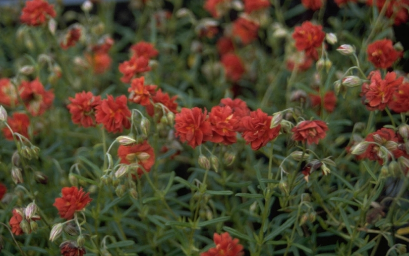 Zonneroosje - Helianthemum 'Amabile Plenum'