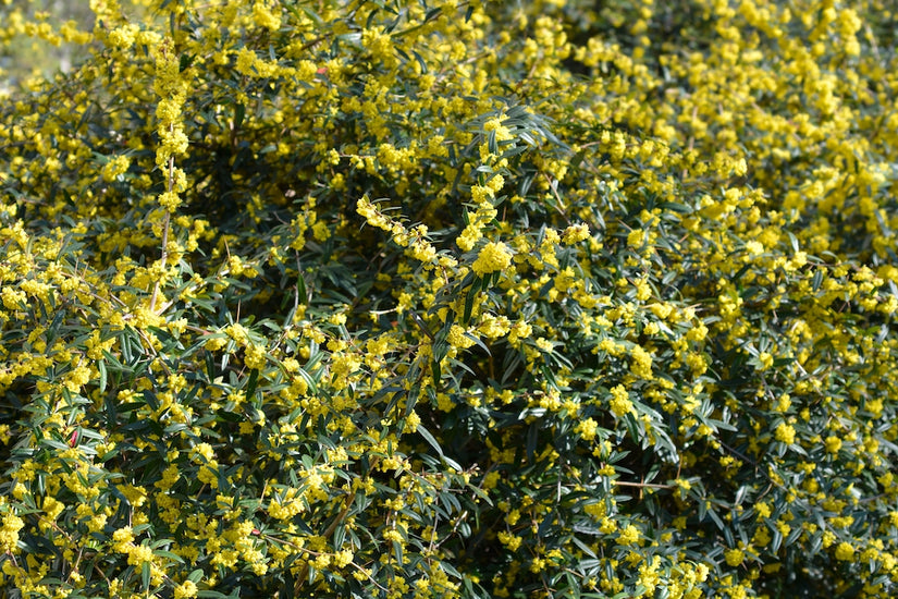 zuurbes-Berberis-julianae.jpg