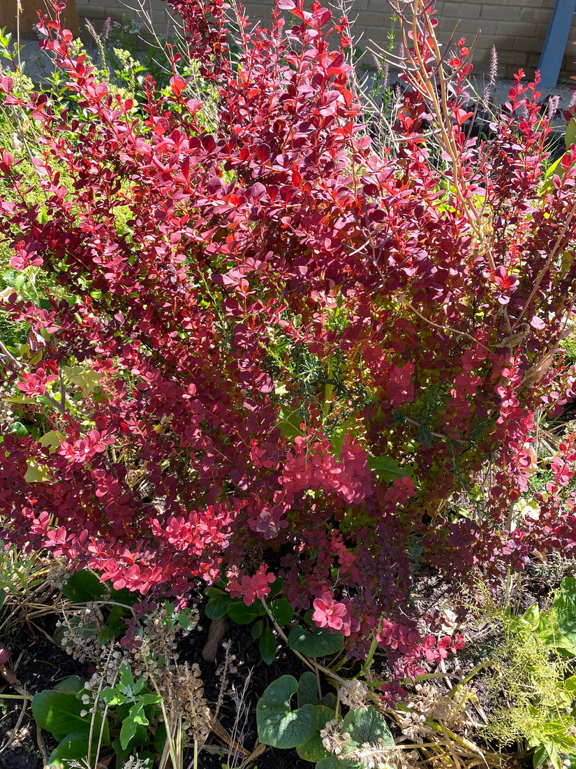 Zuurbes - Berberis thunbergii 'Atropurpurea Nana'