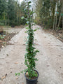 Productfoto Vuurdoorn - Pyracantha 'Red column' - voorbeeld