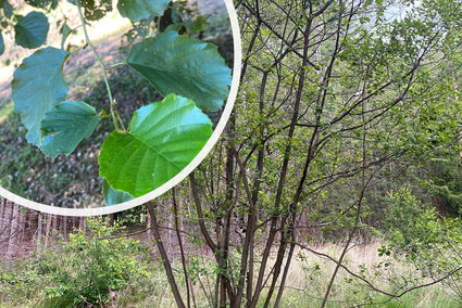 Zwarte Els - Alnus glutinosa met detail