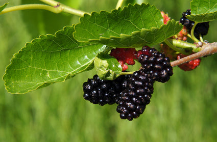 zwarte-moerbei-boom-vructen-blad.jpg