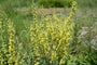 Zwarte Toorts - Verbascum nigrum